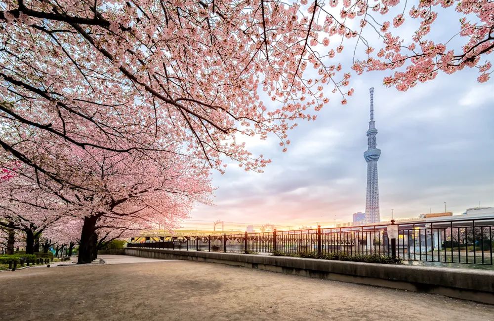 My Top 8 Best Place Cherry Blossom Spots take pictures in Tokyo for Lesbian Couples