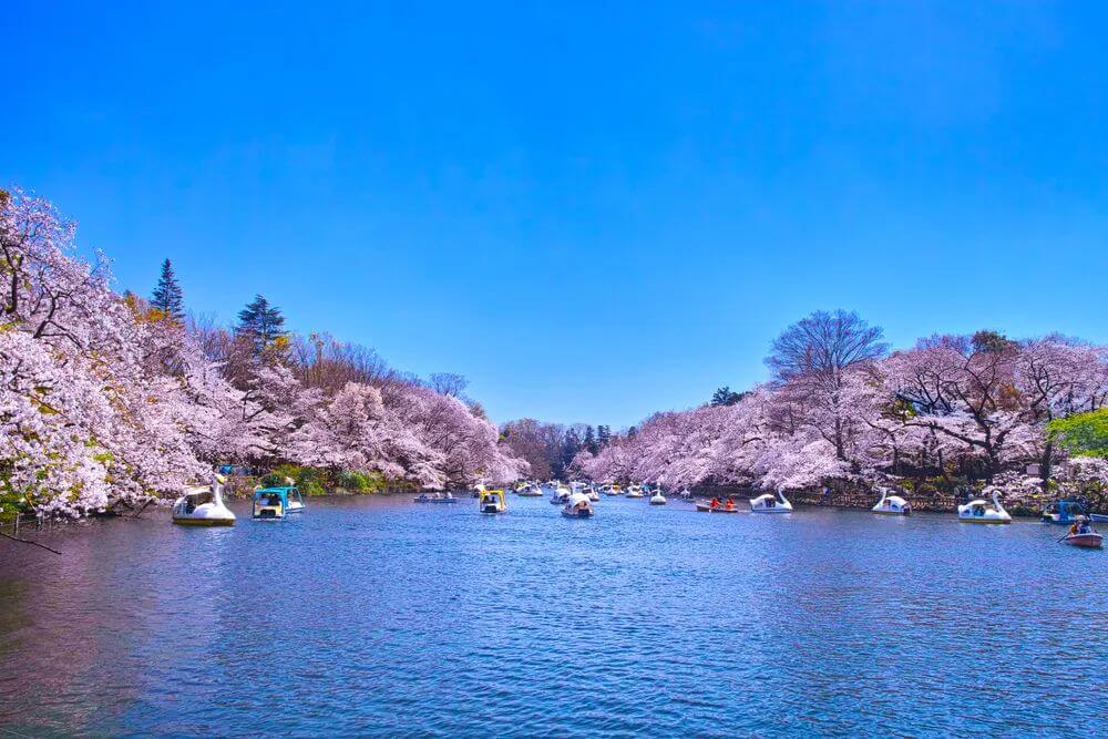 My Top 8 Best Place Cherry Blossom Spots take pictures in Tokyo for Lesbian Couples